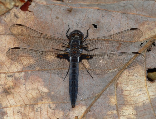 Male
2011_04_21_Chattooga